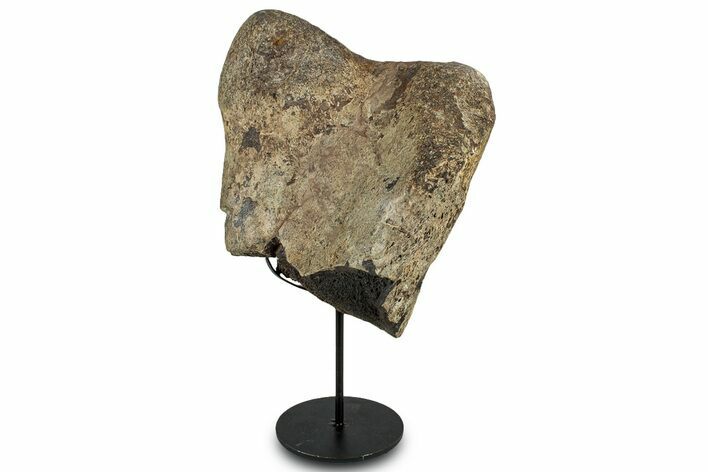 Fossil Hadrosaur Tibia End w/ Metal Stand - South Dakota #331122